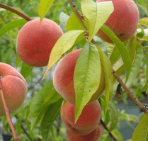 La taille des fruitiers, des abricots bien mûres