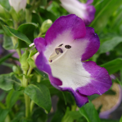 le penstemon à fleurs violette zoom