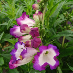 le penstemon à fleurs violette