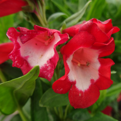 Le penstemon à fleur rouge