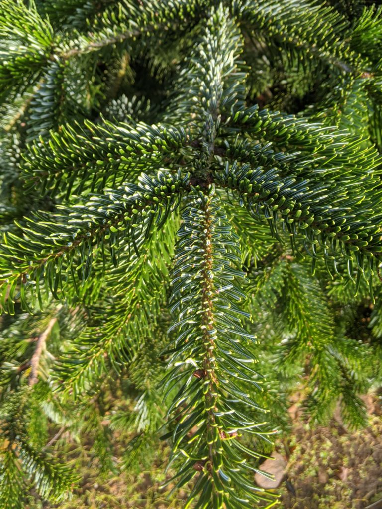 Image des aiguilles fines et plate du sapin abies nordmanniana