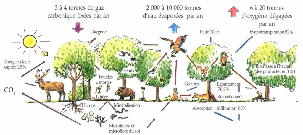 Exemple d’écosystème