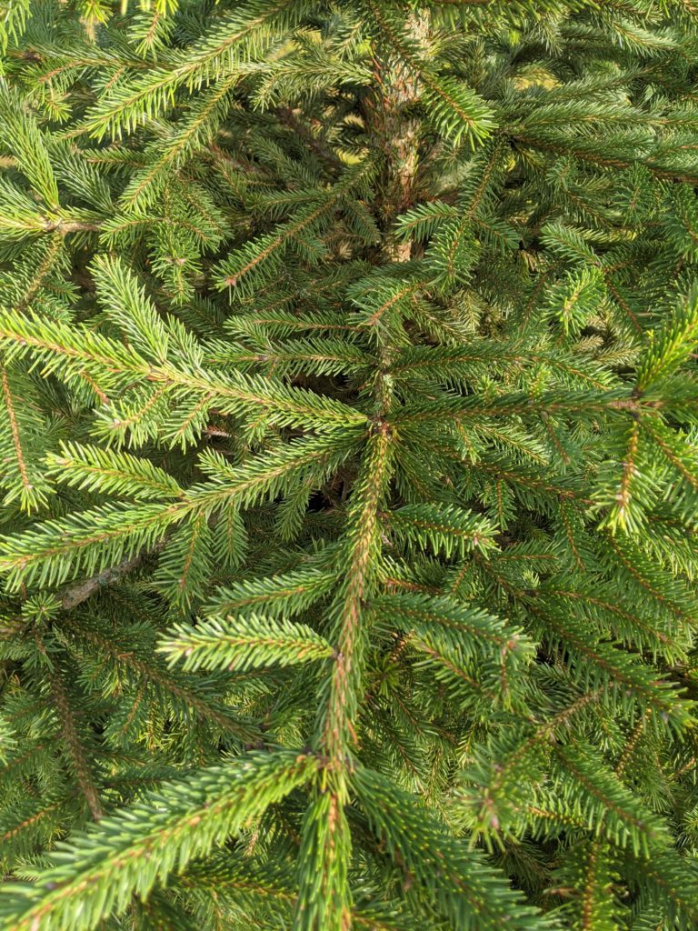 Photo des aiguille d'un picea abies ou épicéa