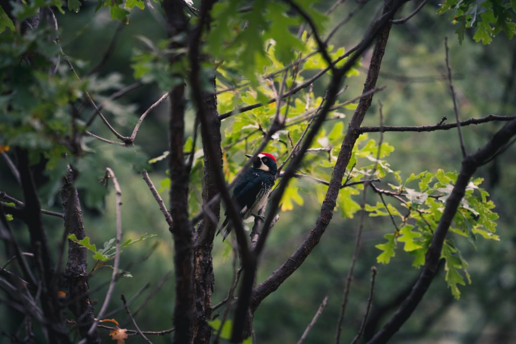 Un oiseau perché sur la branche d'un arbre.