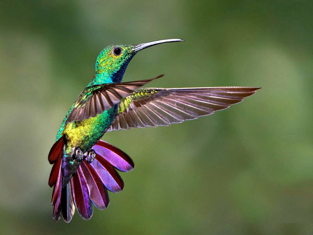 Photo d'un colibri