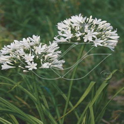 Agapanthus africanus albus (fleur blanche) à offrir pour la fête des mères.