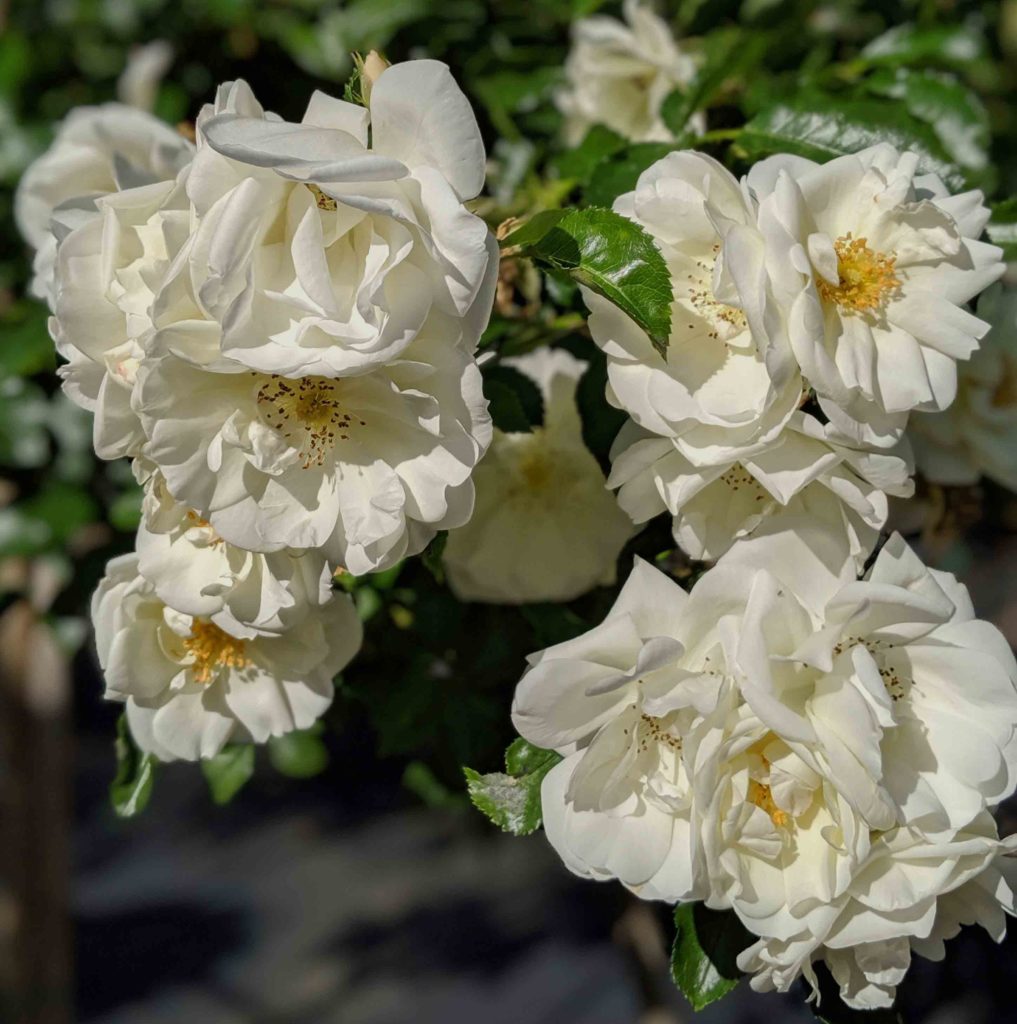 Decorosier opalia bouquet de roses blanches sur son rosier à offrir pour la fête des mères.