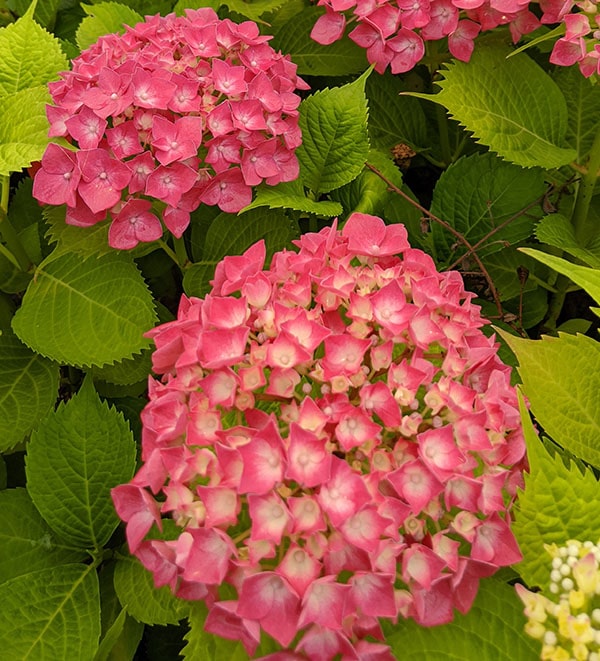 Hydrangea macrophylla LEUCHTFEUER de couleur rouge cerise à offrir pour la fête des mères.