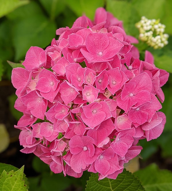 Hydrangea macrophylla masja de couleur rose vif à offrir pour la fête des mères.