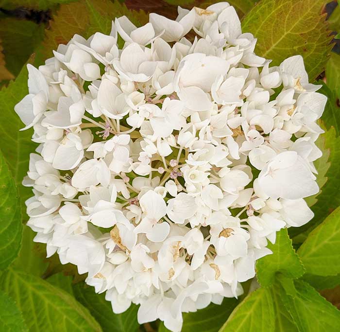Hydrangea (hortensias) macrophylla Soeur Therese de couleur blanche à offrir pour la fête des mères.