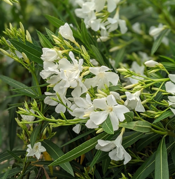 Fleurs de nerium oleandeur blanc, avec un feuillage en bâton élégant. C'est un beau cadeau pour la fête des mères.