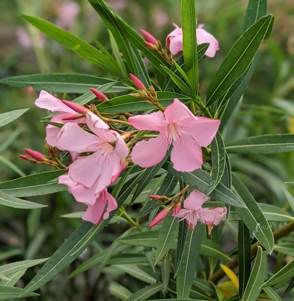 Fleurs de laurier rose (rose) avec un feuillage en bâton élégant. C'est un beau cadeau pour la fête des mères.