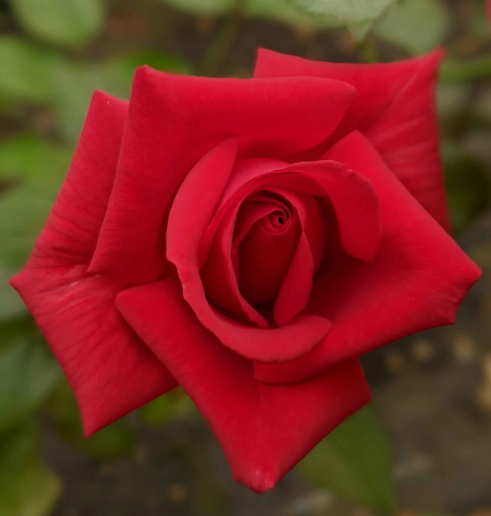 Rose le grand huit à offrir pour la fête des mères.