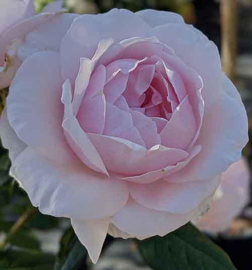 Rose pierre de ronsard à offrir pour la fête des mères.