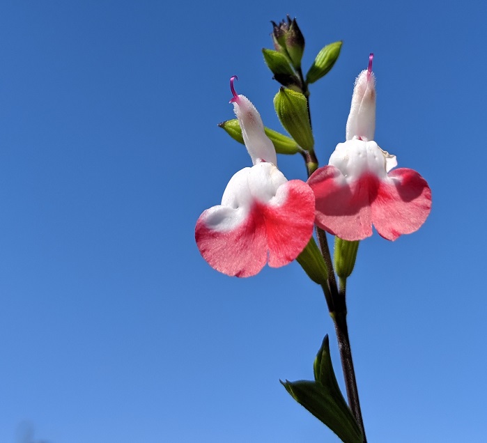 Une fleur de Salvia microphylla 'Hot Lips', un beau cadeau pour la fête des mères.