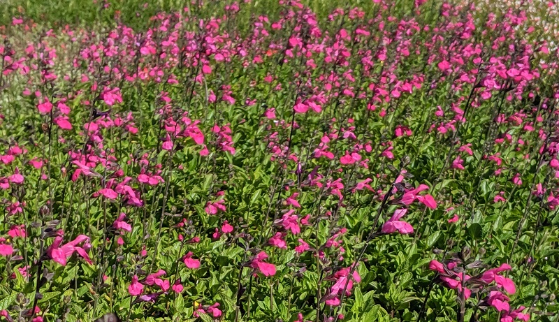 Champs de salvia microphylla 'Cerro Potosi', un beau cadeau pour la fête des mères.