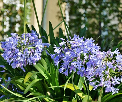 Agapanthus africanus (fleur bleu) à offrir pour la fête des mères.