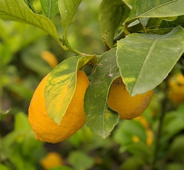 Citrons dans un citronnier à offrir pour la fête des mères.