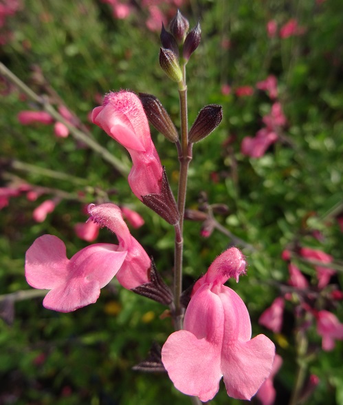 Fleurs de la Salvia jamensis 'La Siesta', un beau cadeau pour la fête des mères.