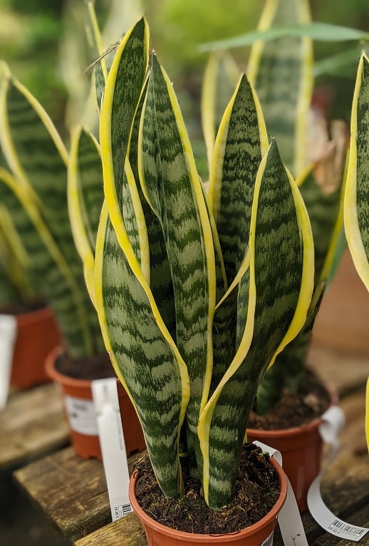 Sansevieria laurentii de couleur verte et jaune (panaché) avec des vagues blanchâtre tout le long de la feuille. C'est un beau cadeau pour la fête des mères.