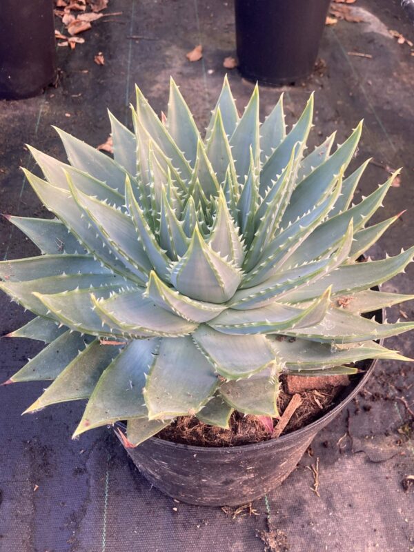 ALOE polyphylla