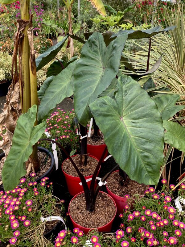 COLOCASIA fontenesii 'Black Stem'
