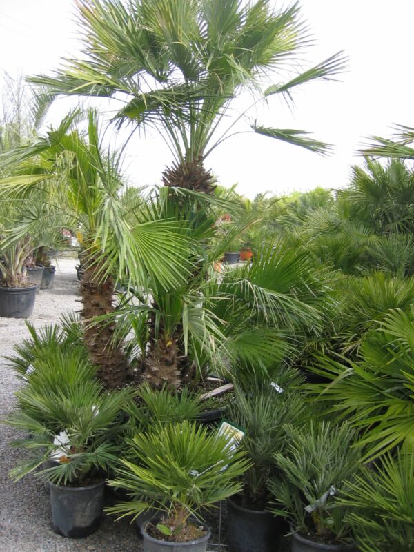 CHAMAEROPS humilis