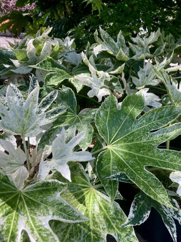 FATSIA japonica 'Spider's Web'