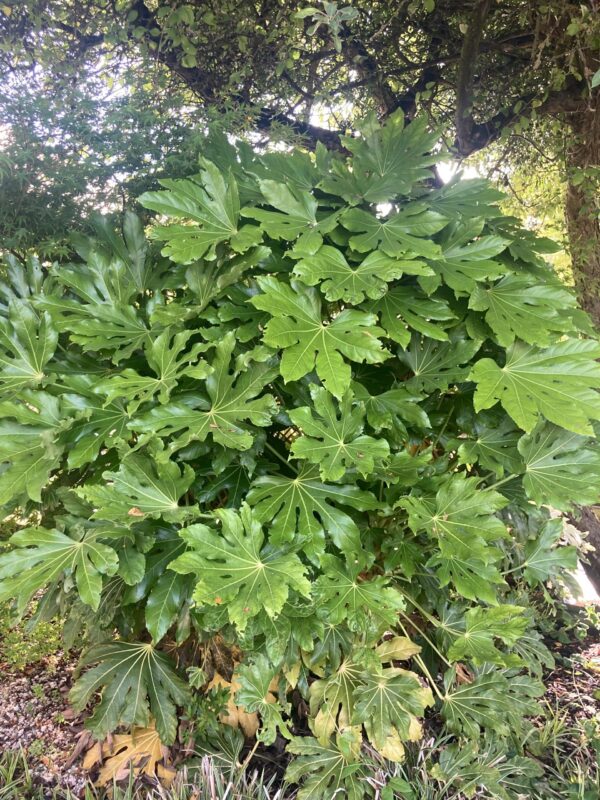 FATSIA japonica (= Aralia sieboldii)