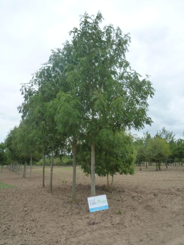 FRAXINUS excelsior 'Westhof's Glorie'