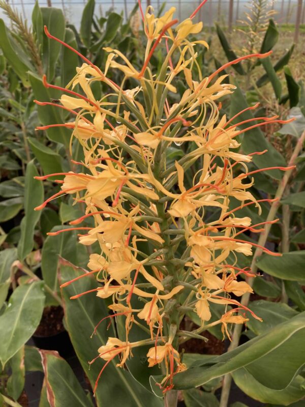HEDYCHIUM gardnerianum