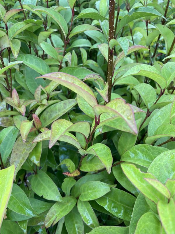LIGUSTRUM japonicum