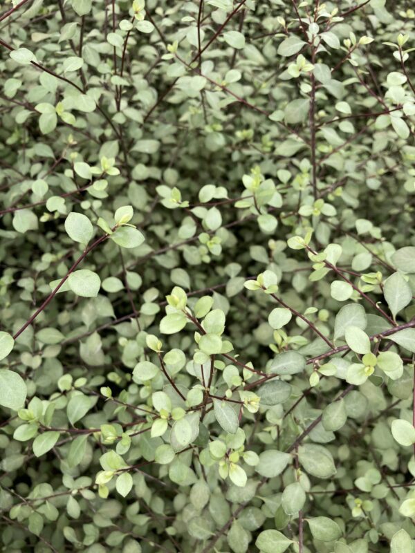 PITTOSPORUM tenuifolium 'Green Elf'