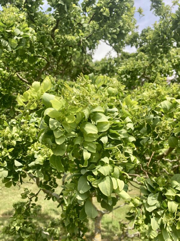 ROBINIA pseudoacacia 'Twisty Baby'
