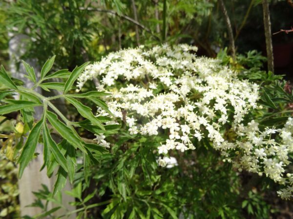 SAMBUCUS nigra 'Laciniata'