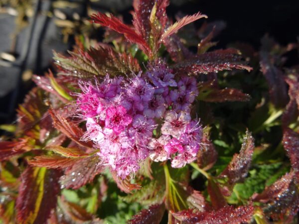 SPIRAEA japonica 'Crispa'