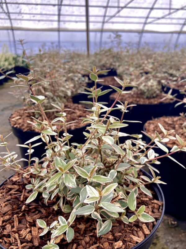 UGNI molinae 'Flambeau'