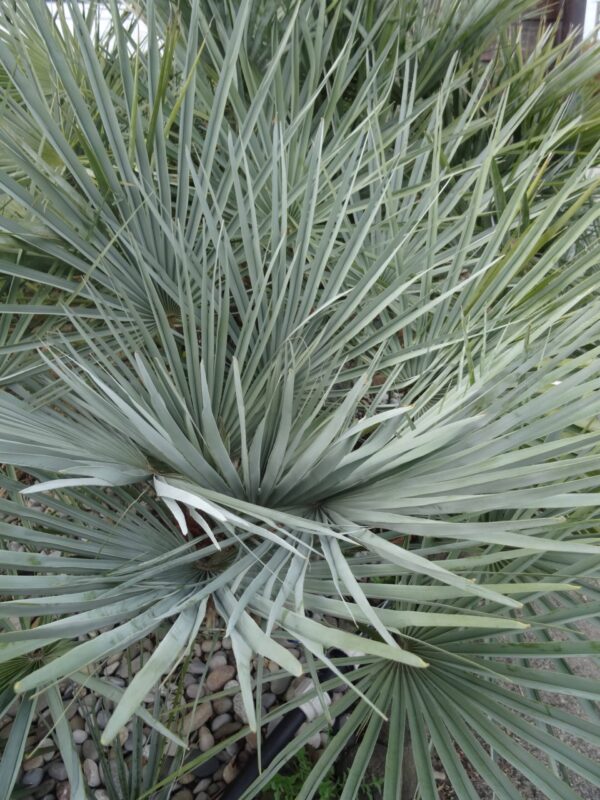 CHAMAEROPS humilis 'Cerifera'