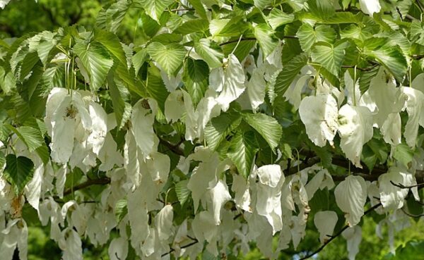 DAVIDIA involucrata