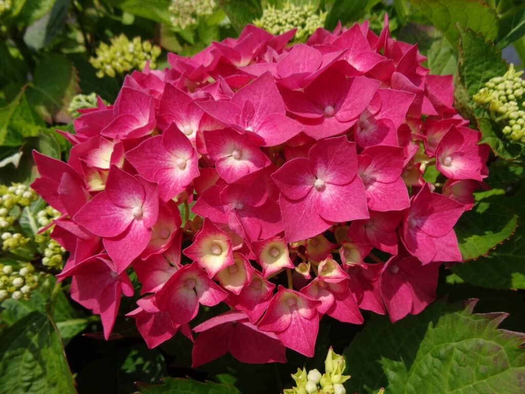 Hydrangea macrophylla fleur boule rouge - Ajoutez une touche éclatante ...