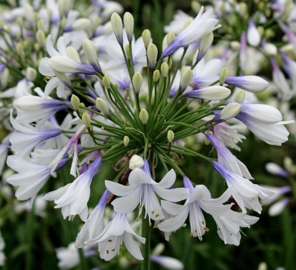 AGAPANTHUS 'Twister'®