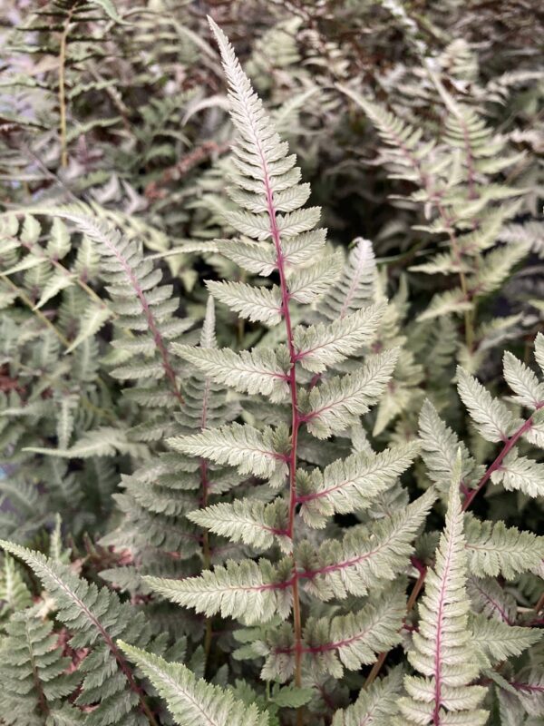 ATHYRIUM niponicum 'Metallicum'