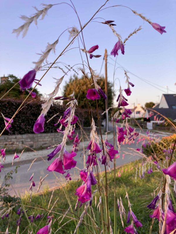 DIERAMA pendulum