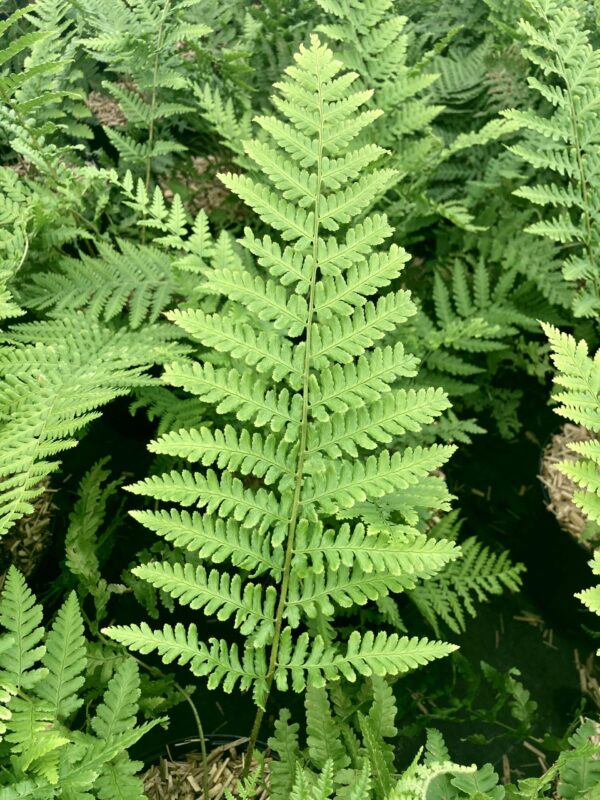 DRYOPTERIS filix-mas