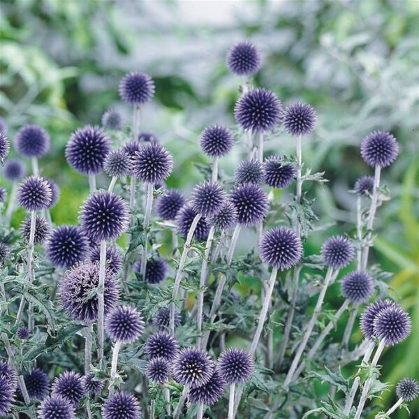 ECHINOPS ritro 'Veitch's Blue'