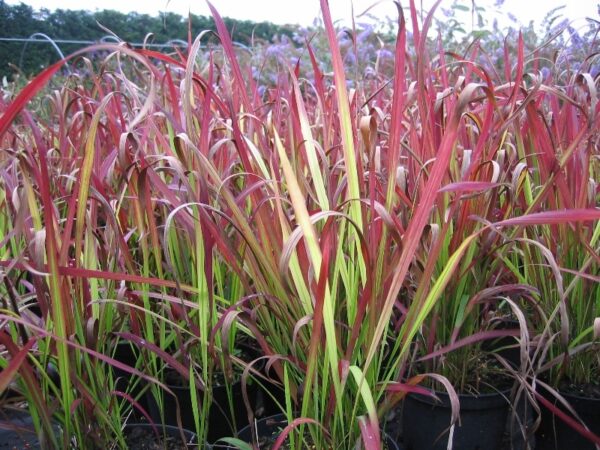 IMPERATA cylindrica 'Red Baron'