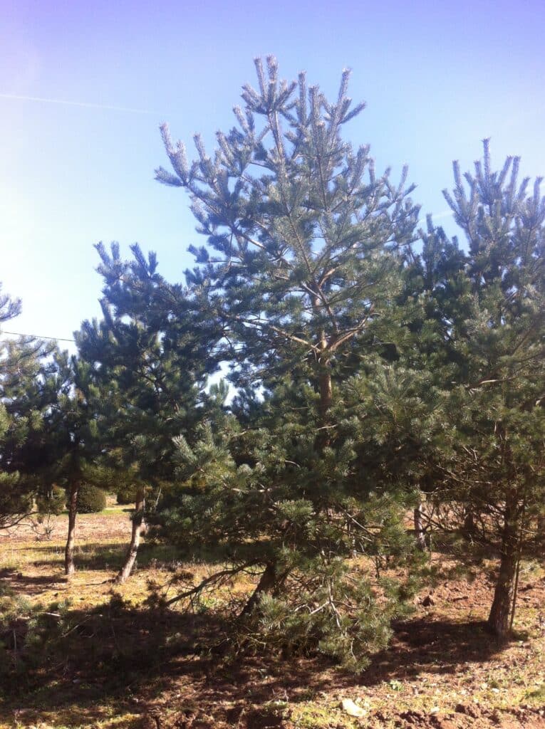 Acheter des pins sylvestres en ligne Pépinières du Val d’Erdre