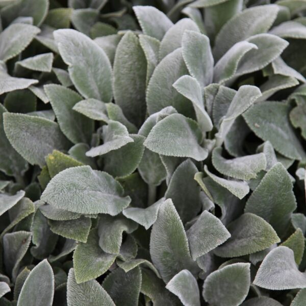 STACHYS byzantina 'Silver Carpet'