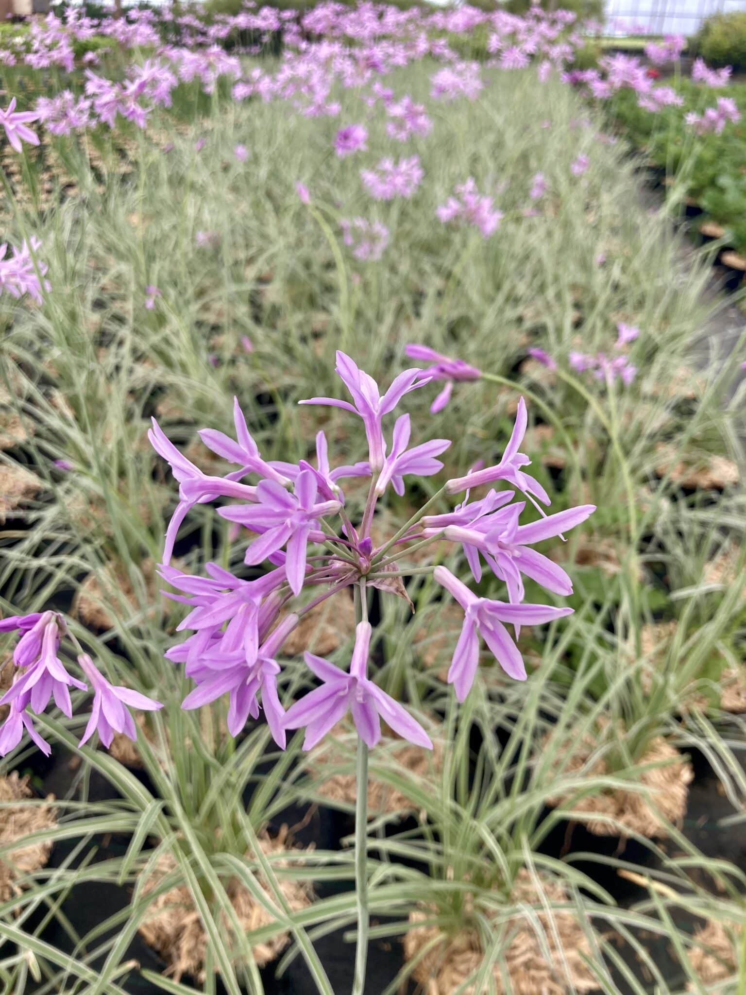 Tulbaghia violacea Silver Lace La plante idéale pour ajouter de l