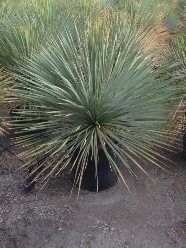 YUCCA rostrata